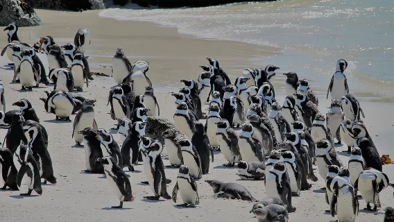 Pinguinbegegnung Boulders Beach Halbtagestour ab Kapstadt