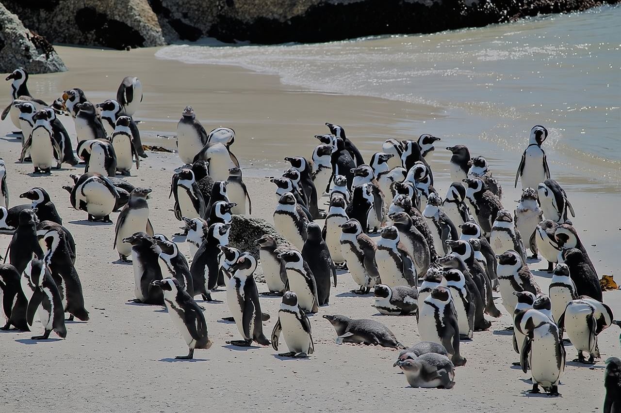 Incontro con i pinguini a Boulders Beach, tour di mezza giornata da Città del Capo