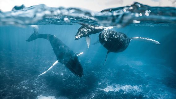 Humpback whale watching and marine life in Moorea