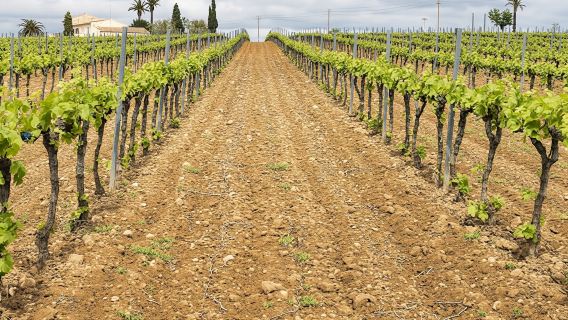 Private wine and cava tour in Penedés