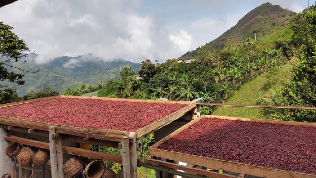 Coffee Tour in Medellin, Transportation, Snack and Lunch.