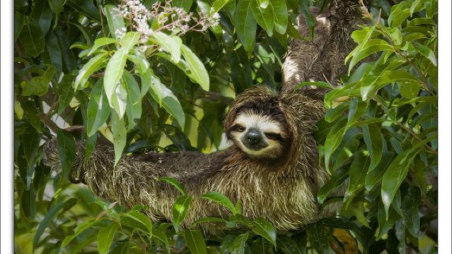 Tortuguero National Park and Canals Day Trip from San Jose