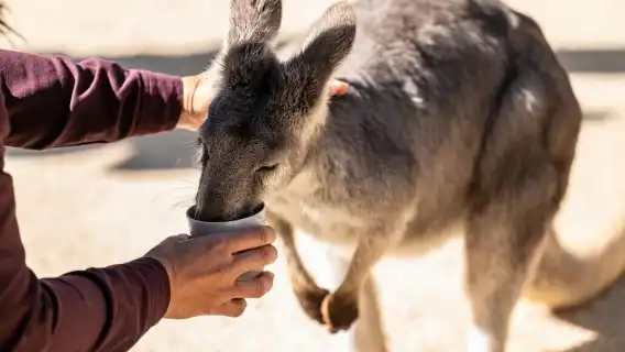 澳洲雪梨費瑟戴爾野生動物園一日遊