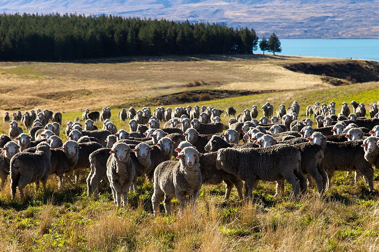 Tour dell'altopiano di Lake Tekapo nell'Isola del Sud della Nuova Zelanda