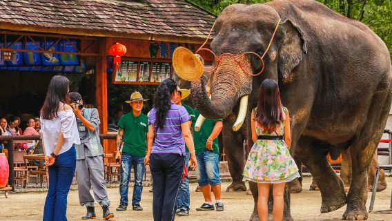 【贈傣迪】西雙版納野象谷+原始森林公園一日遊精品團·真純玩