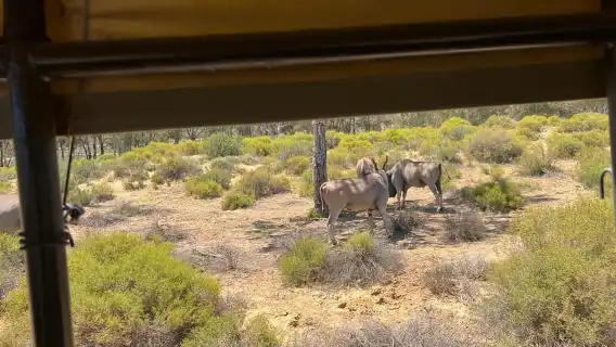 Aquila Game Reserve Big 5 ซาฟารีชมพระอาทิตย์ตกดินพร้อมไวน์