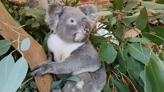 雪梨：藍山晚出發，健行瀑布和無尾熊