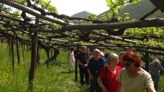 Tramonti: Mencicipi Anggur Tenuta San Francesco