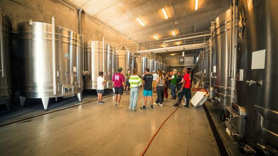 Chinon: tour alla scoperta e degustazione di vini