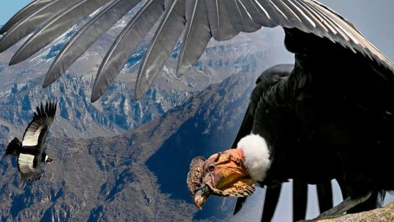 Arequipa: Colca Canyon 1-Day Guided Tour | Condor Flight |