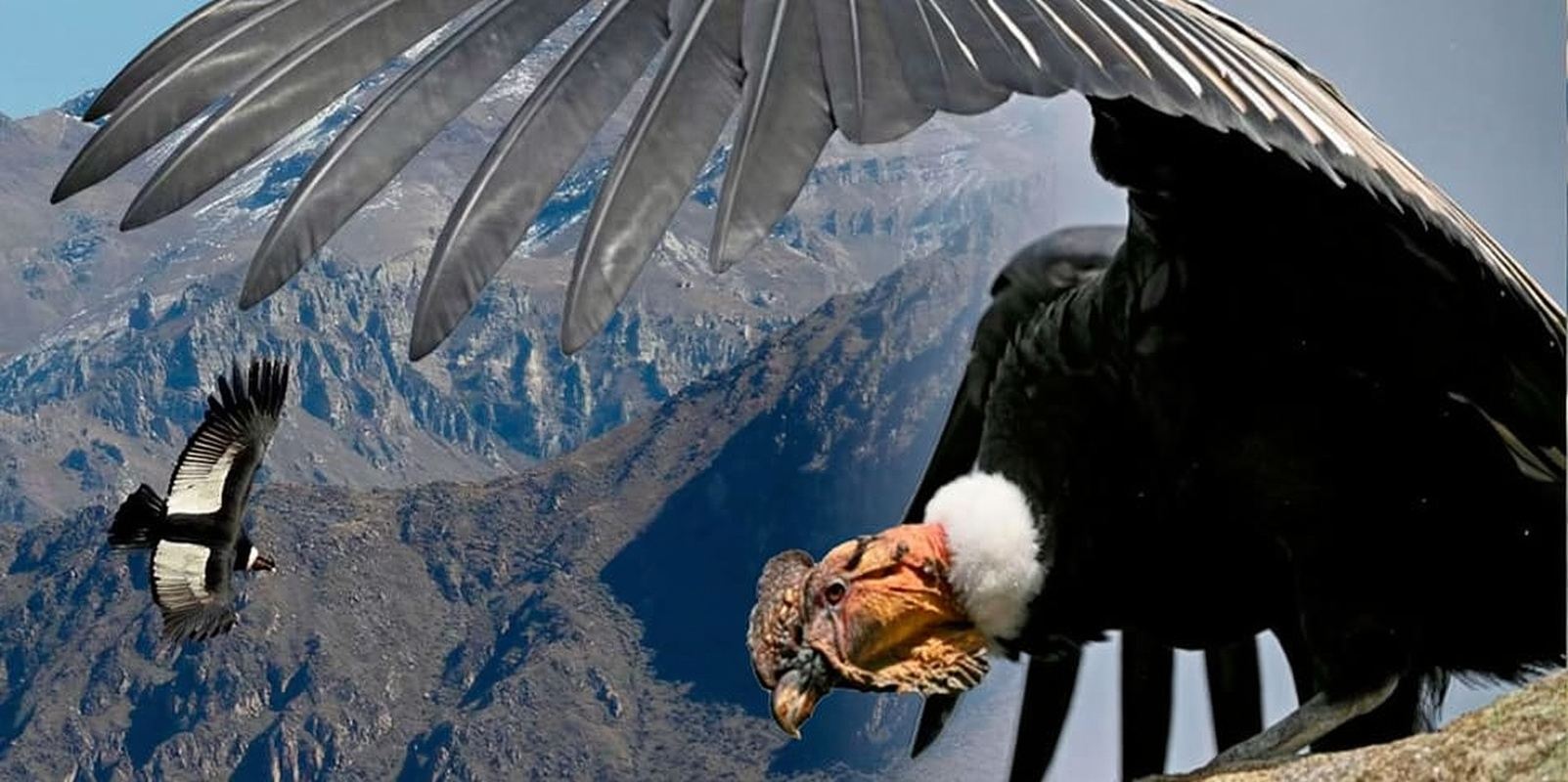 Arequipa: Colca Canyon 1-Day Guided Tour | Condor Flight |