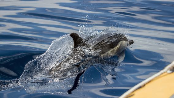 Whale Watching Boat Tour