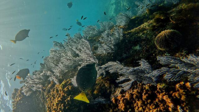 Snorkel privado en Cabo San Lucas