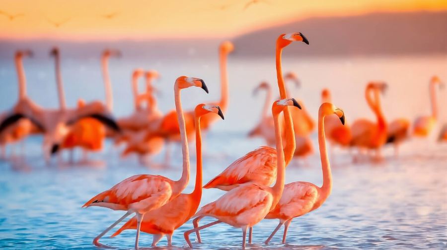 墨西哥奇琴伊察古城遺址+伊克基爾天坑+坎昆海灘+千柱廣場一日遊