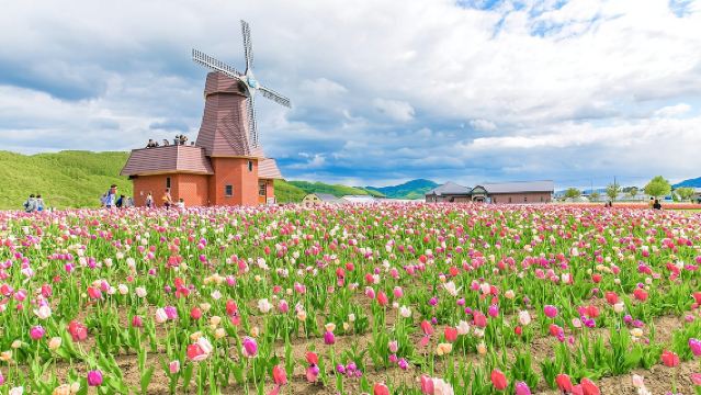 Tour ngắm hoa tháng 5 giới hạn tại Hokkaido: Công viên hoa Shibazakura Takinoue + Công viên hoa tulip Yubetsu