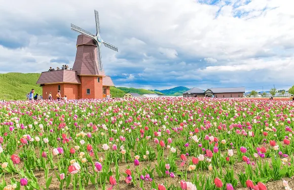 北海道五月限定賞花一日遊：瀧上芝櫻公園+湧別町鬱金香公園