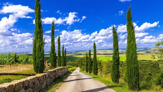 The Town Of Fine Towers: Half Day Tour To San Gimignano With Picnic Experience In The Tuscan Hills