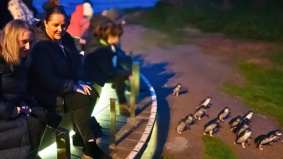 Tour espresso della parata dei pinguini di Phillip Island da Melbourne