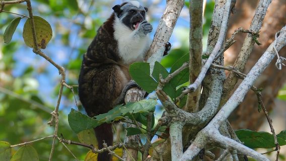 Boat tour in the Panama Canal to Monkeys and sloths islands