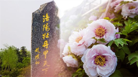 Luoyang Sui and Tang Grand Canal Cultural Museum, Ancient Tomb Museum, and White Horse Temple one-day tour with English and Chinese Service