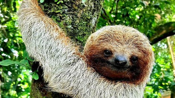 Frogs-Sloths-waterfall-Coffee and Chocolate Tour