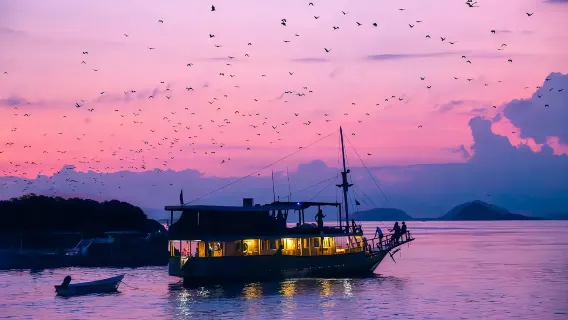 Komodo Speedboating one-day tour|Snorkeling + hiking to see dragons + encountering manta rays + sunset bats