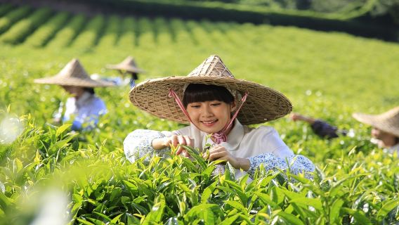 廣東梅州泰安樓+花萼樓+百侯名鎮一日包車遊【獨立私人導覽上門接】