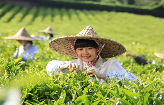梅州大埔一日遊|花萼樓+百侯名鎮旅遊區+獨立包車+司機兼嚮導上門接送