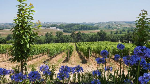 Wijnreis in Setúbal met bezoek en proeverij bij 2 wijnhuizen