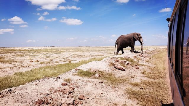 Day Tour to Amboseli National Park