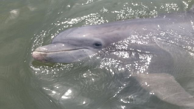 90-Minute Dolphin and Nature Tour of Hilton Head