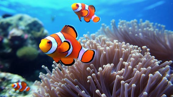 one-day tour to Koh Lipe, Thailand