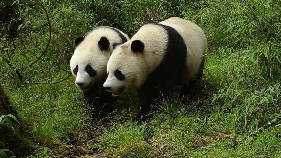 四川成都都江堰中華大熊貓苑(原熊貓樂園)熊貓密碼科普研學營/親子團建活動【參觀大熊貓園區+模擬野外科考+頒發研學證書】