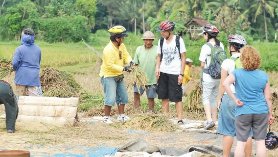 Descenso en bicicleta de Kintamani a Ubud
