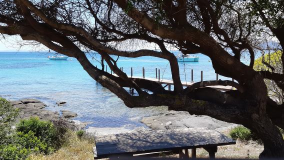 Half-day day trip to Asinara and Pelosa