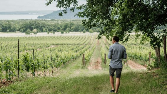 Balaton: Visita a los viñedos y cata de vinos con Zelna