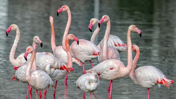 Cagliari: Bike Tour nell'Oasi dei Fenicotteri