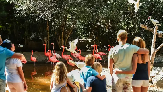 Maspalomas: Palmitos Park Ticket with Dolphin and Bird Shows