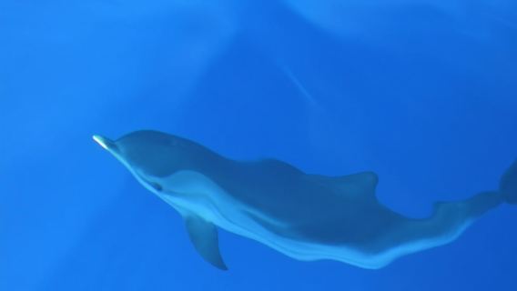 Genoa: Pelagos Sanctuary Whale Watching Cruise