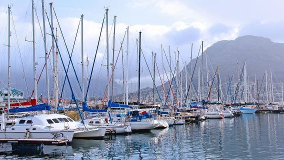 Excursión de medio día a la colonia de pingüinos y cata de vinos de Constantia