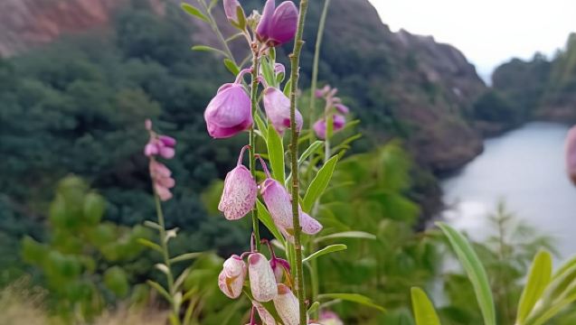 Eswatini: Cultural Day Tour with Local Guide