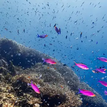 ボホール：Momo Beach スキューバダイビング体験｜往復送迎