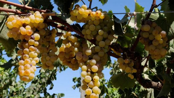 Pisco and wine tour in the Majes Valley