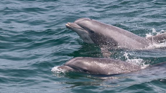 Cape May: Sunset Dolphin Watching Cruise with Food