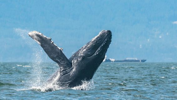 Vancouver: Whale Watching Tour with Guide