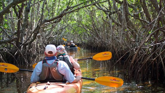 Manatees and Mangrove Tunnels Small Group Kayak Tour