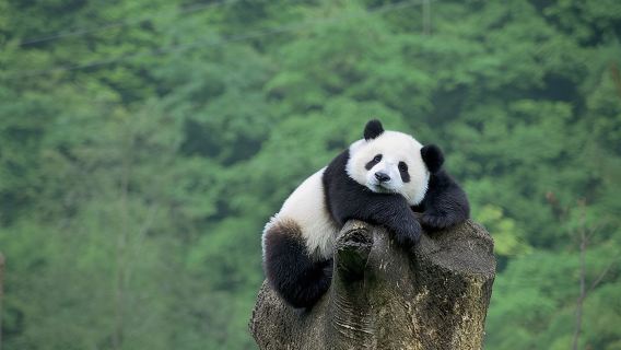 ทัวร์ส่วนตัวที่ปักกิ่ง: กำแพงเมืองจีนมู่เถียนหยู/ปาต้าหลิง และบ้านแพนด้า