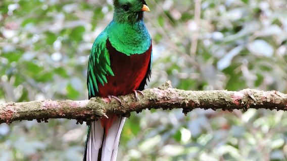 Monteverde-Nebelwald-Tour