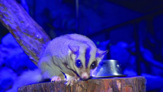 Entradas para Kuranda Koala Gardens y Birdworld
