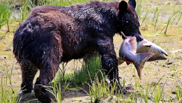 Кетчикан Все в одном